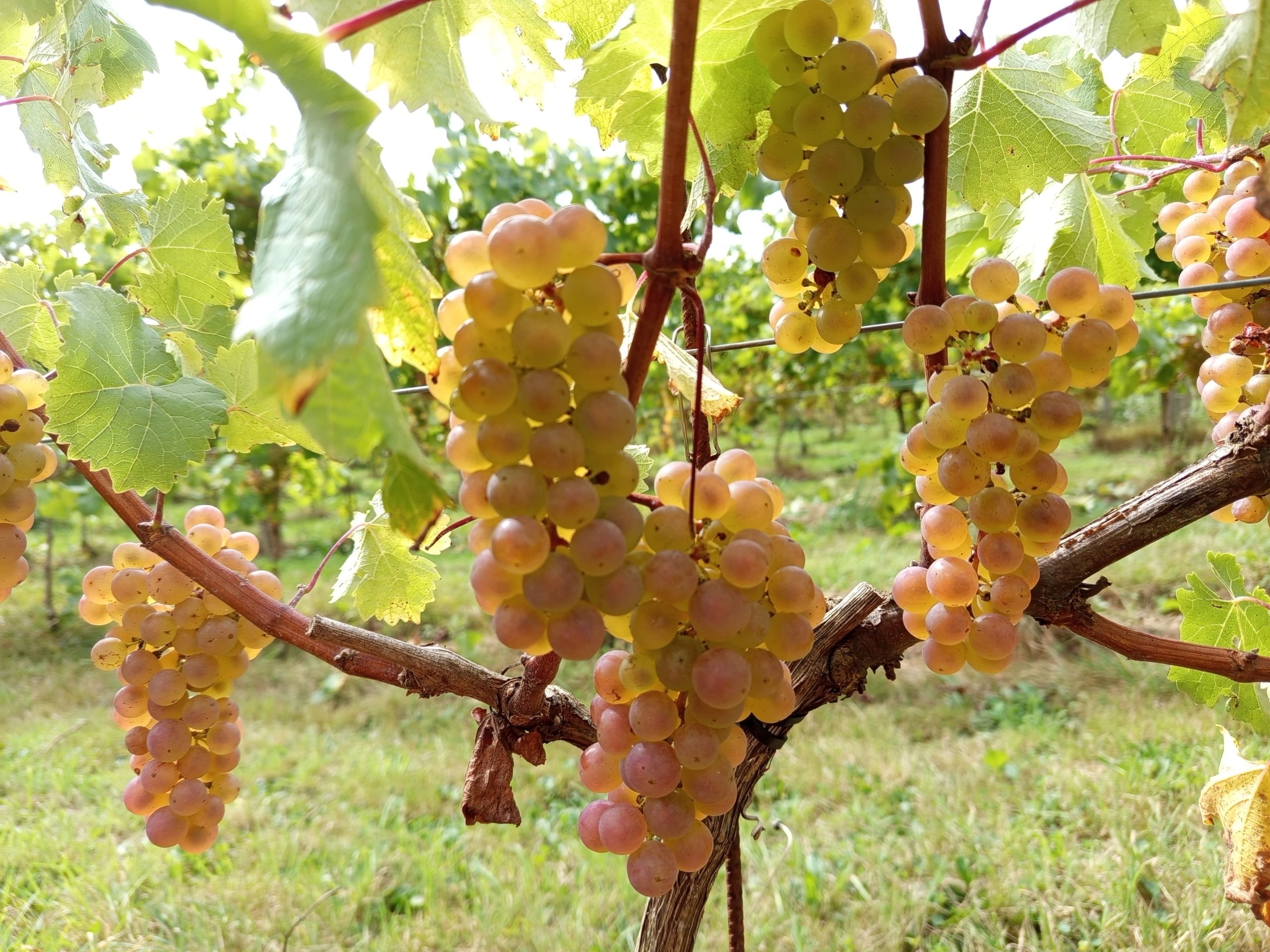 visite vignoble Normandie