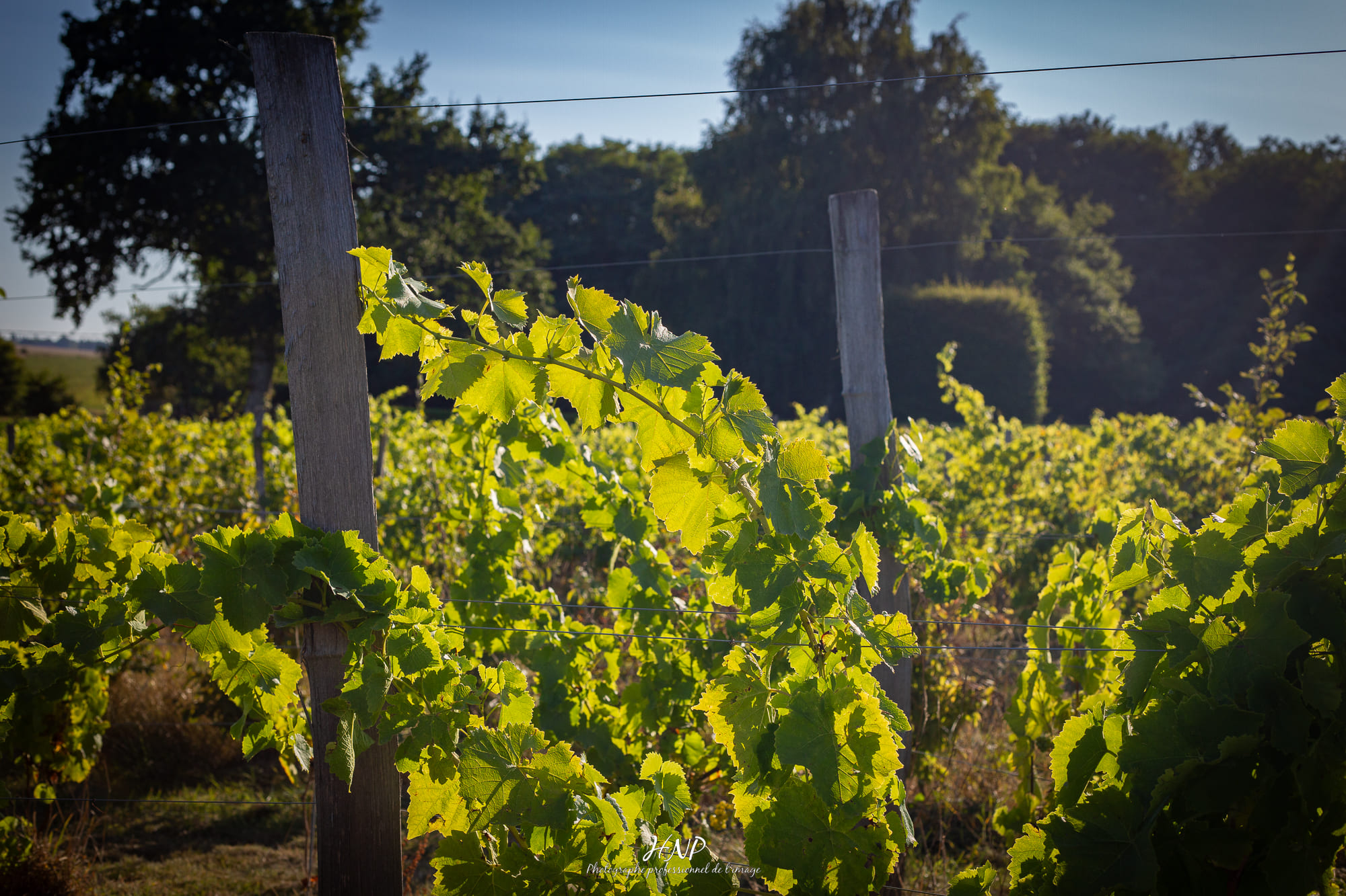 vignoble normand