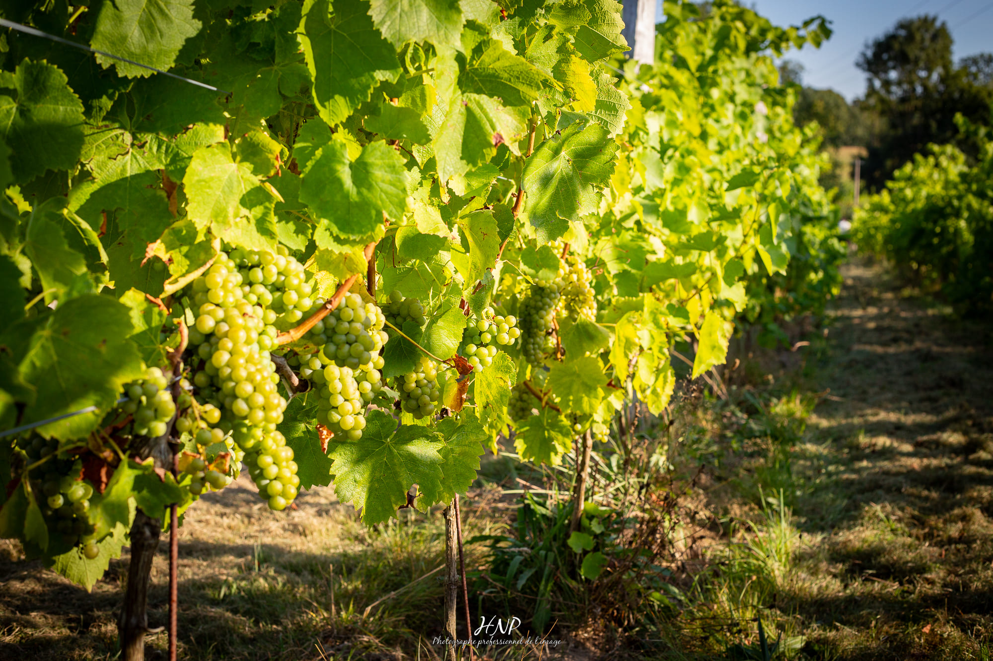 vignes en Normandie